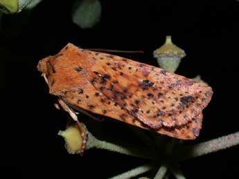 Conistra rubiginea D. & S. adulte - �Philippe Mothiron