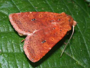 Conistra rubiginea D. & S. adulte - �Philippe Mothiron