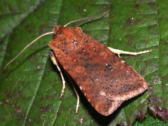 Conistra rubiginea D. & S. adulte - �Philippe Mothiron