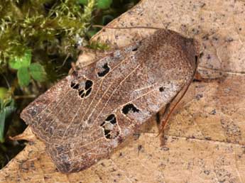 Conistra rubiginosa Scop. adulte - �Philippe Mothiron