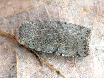 Conistra rubiginosa Scop. adulte - �Daniel Morel