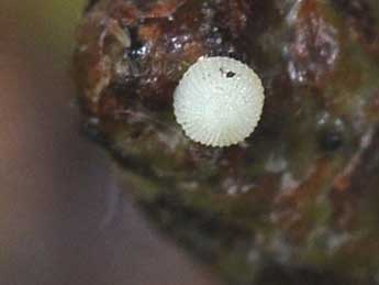  Oeuf de Conistra rubiginosa Scop. - �Philippe Mothiron