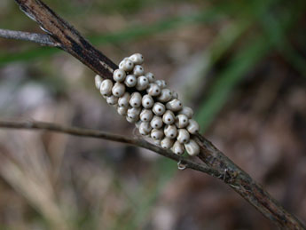 Oeuf de Macrothylacia rubi L. - �Philippe Mothiron