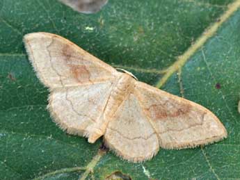 Idaea rubraria Stgr adulte - �Daniel Morel