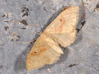 Idaea rubraria Stgr adulte - �Philippe Mothiron