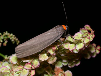 Atolmis rubricollis L. adulte - �Philippe Mothiron