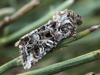 Hadena ruetimeyeri Brsn adulte - �Daniel Morel