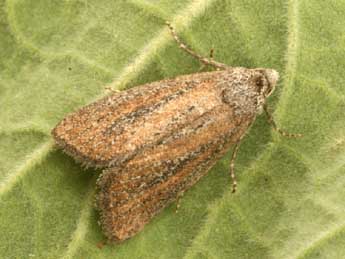 Coenobia rufa Hw. adulte - �Daniel Morel