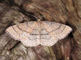 Cyclophora ruficiliaria H.-S. adulte - �Samuel Ducept