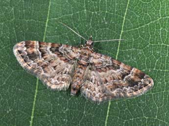 Gymnoscelis rufifasciata Hw. adulte - �Philippe Mothiron