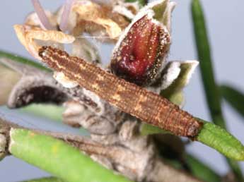  Chenille de Gymnoscelis rufifasciata Hw. - �Lionel Taurand