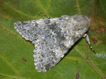 Polymixis rufocincta Gey. adulte - �Philippe Mothiron