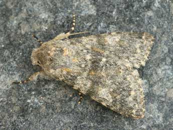 Polymixis rufocincta Gey. adulte - �Daniel Morel