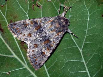 Polymixis rufocincta Gey. adulte - �Philippe Mothiron