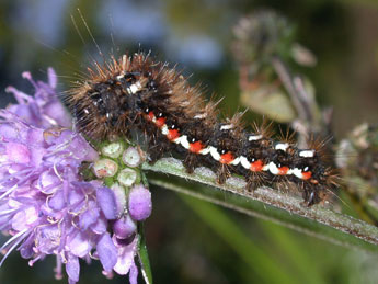  Chenille de Acronicta rumicis L. - �Philippe Mothiron