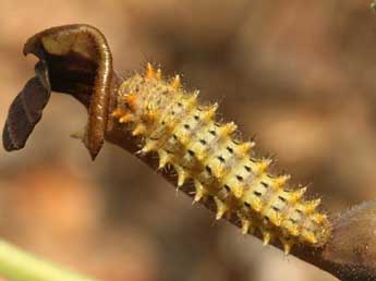  Chenille de Zerynthia rumina L. - �Daniel Morel