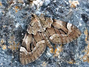 Epilobophora sabinata Gey. adulte - �Daniel Morel