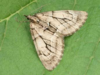 Epilobophora sabinata Gey. adulte - �Daniel Morel