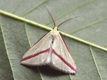 Rhodometra sacraria L. adulte - �Philippe Mothiron