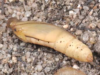  Chrysalide de Rhodometra sacraria L. - �Philippe Mothiron