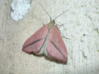 Rhodometra sacraria L. adulte - �Philippe Mothiron