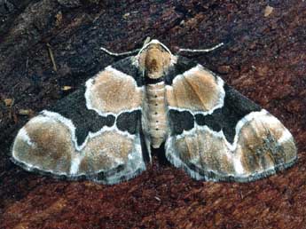 Gagitodes sagittata F. adulte - �Serge Wambeke