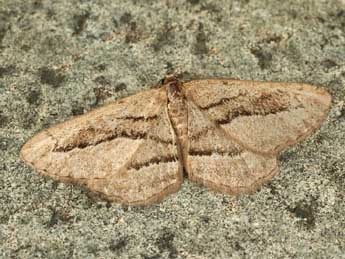 Ekboarmia sagnesi Dufay adulte - �Daniel Morel