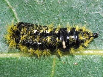  Chrysalide de Leucoma salicis L. - �St�phane Grenier