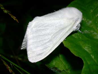 Leucoma salicis L. adulte - �Philippe Mothiron