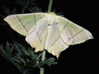 Ourapteryx sambucaria L. adulte - �Philippe Mothiron