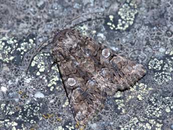 Hadena sancta protai Berio adulte - �J�r�me Barbut