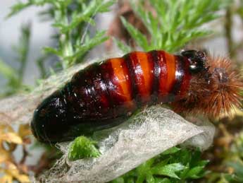  Chrysalide de Diacrisia sannio L. - �Philippe Mothiron