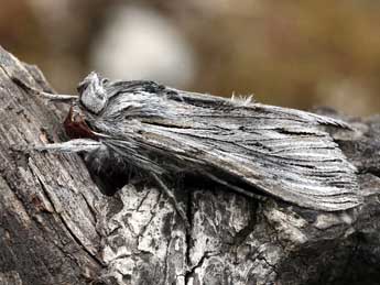 Cucullia santolinae Rbr adulte - �Daniel Morel