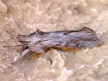 Cucullia santonici Hb. adulte - �Lionel Taurand