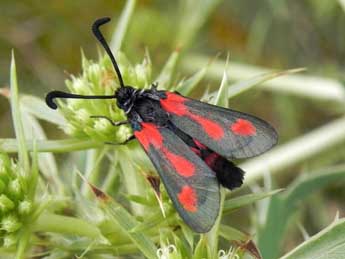 Zygaena sarpedon Hb. adulte - �Philippe Mothiron