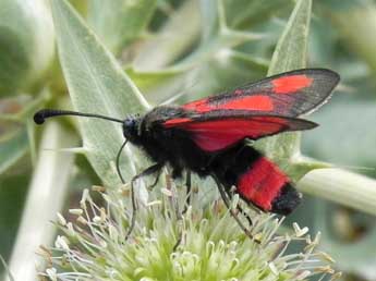 Zygaena sarpedon Hb. adulte - �Philippe Mothiron