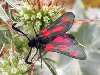 Zygaena sarpedon Hb. adulte - �Philippe Mothiron