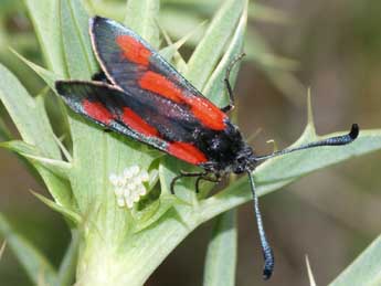 Zygaena sarpedon Hb. adulte - �Fran�ois Fournier