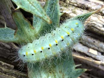  Chenille de Zygaena sarpedon Hb. - �Daniel Morel