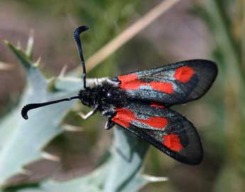 Zygaena sarpedon Hb. adulte - �Daniel Morel