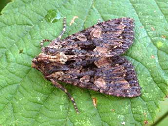 Mniotype satura D. & S. adulte - �Daniel Morel