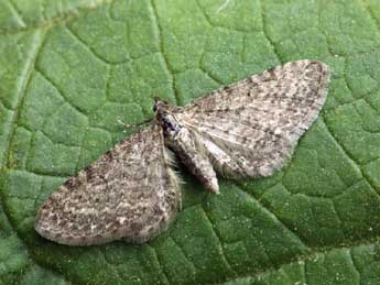 Eupithecia satyrata Hb. adulte - �Daniel Morel