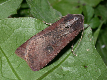 Peridroma saucia Hb. adulte - �Philippe Mothiron