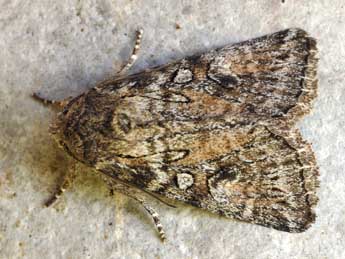 Evisa schawerdae Reiss. adulte - �Daniel Morel