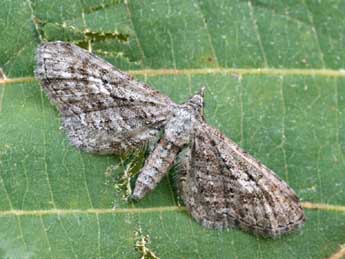 Eupithecia scopariata Rbr adulte - �Daniel Morel