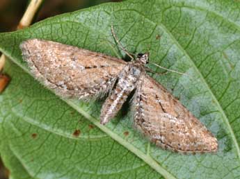 Eupithecia scopariata Rbr adulte - �Philippe Mothiron