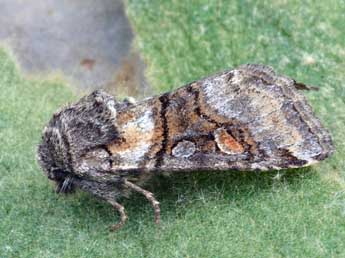 Cleoceris scoriacea Esp. adulte - �Daniel Morel