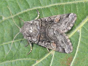 Cleoceris scoriacea Esp. adulte - �Philippe Mothiron