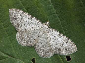 Camptogramma scripturata Hb. adulte - �Daniel Morel