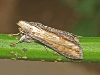 Cucullia scrophulariae D. & S. adulte - �Philippe Bachelard